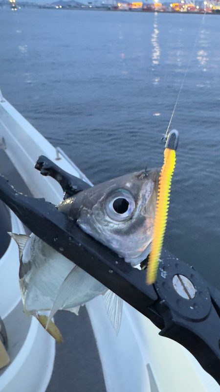 メバル・アジ/メバリング・アジング