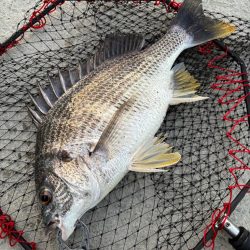 ヘチってきました