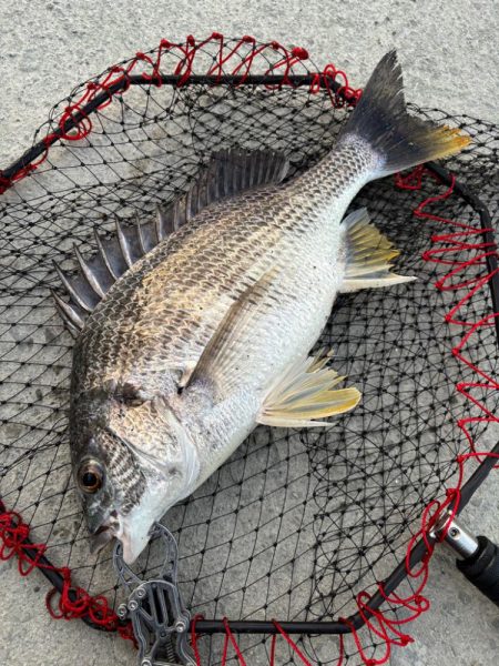 ヘチってきました