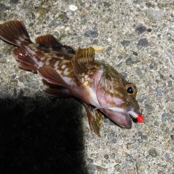 初メバリングで良型メバル!!