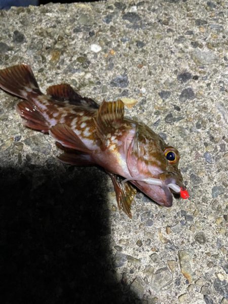 初メバリングで良型メバル!!