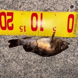 ルアーフィッシング