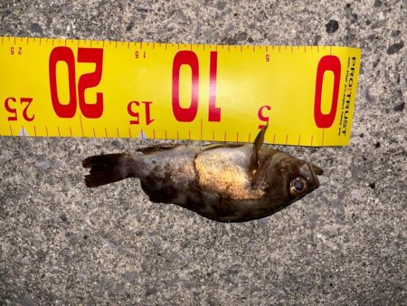 ルアーフィッシング