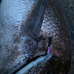 エギングでショアレッド降臨