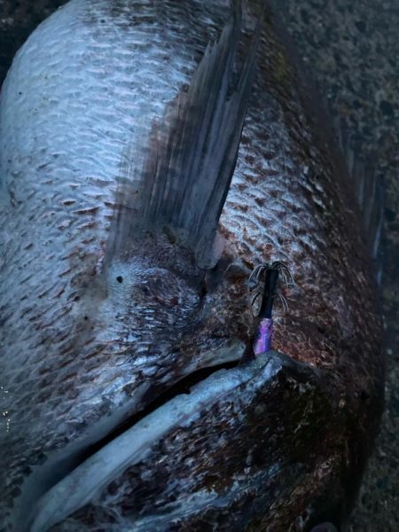 エギングでショアレッド降臨