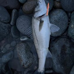 久しぶりのスズキさん