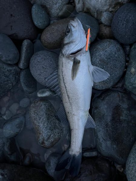 久しぶりのスズキさん
