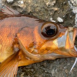 男鹿アジングandメバリング！