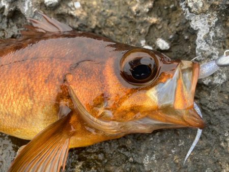 男鹿アジングandメバリング！