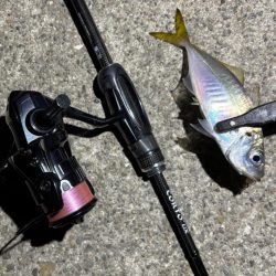 43cmのビッグな外道!