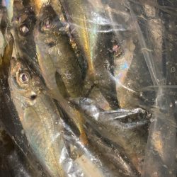 数釣りアジング