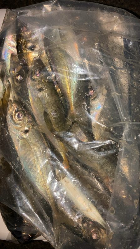 数釣りアジング