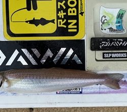 今回も地元のサーフで釣りました