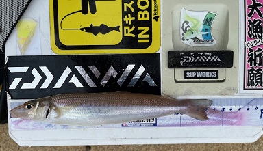 今回も地元のサーフで釣りました