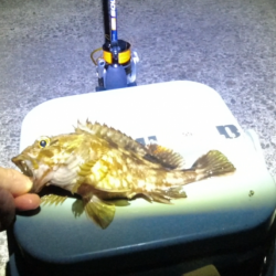 グレ本格的に釣れ始めてきた！