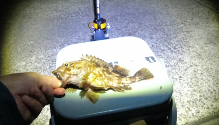 グレ本格的に釣れ始めてきた！