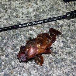 空「たか」ちゃんアジング大会