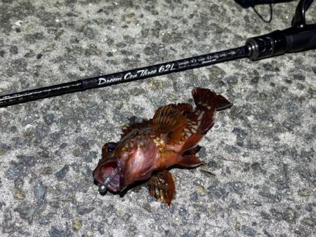 空「たか」ちゃんアジング大会