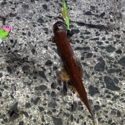 ヤリイカ終盤｜まだ釣れそうだけどラスト釣行！