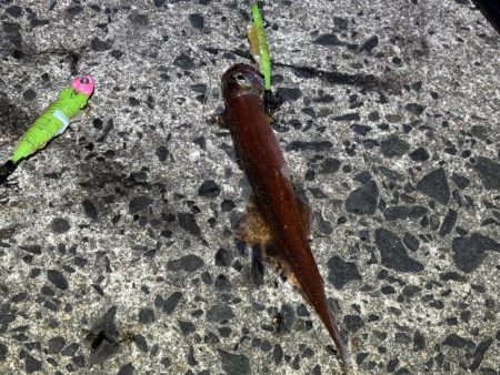 ヤリイカ終盤｜まだ釣れそうだけどラスト釣行！