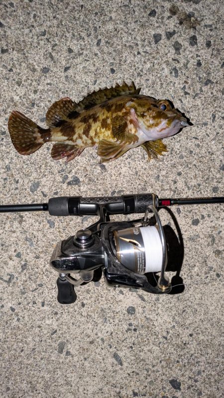 満月メバリング