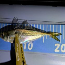 ヒラメとアジング