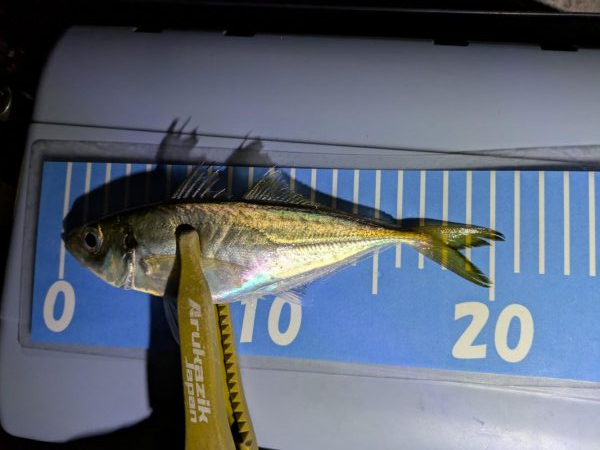 ヒラメとアジング