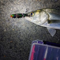 フッコ5匹(38～40cm)