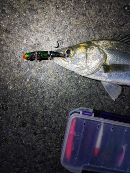 フッコ5匹(38～40cm)