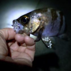 初めてのメバリング