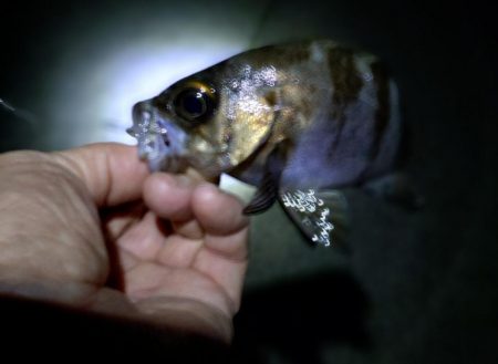 初めてのメバリング