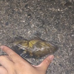 ガシラ鯵ハゼフグ