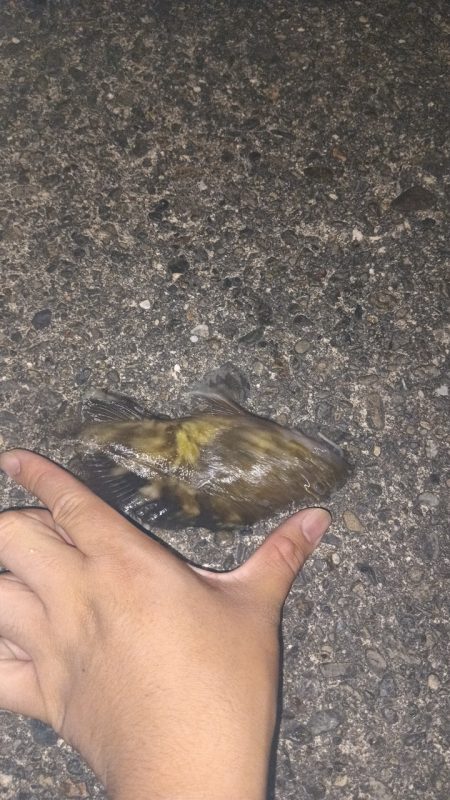 ガシラ鯵ハゼフグ