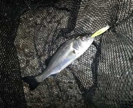 バレるバレる…