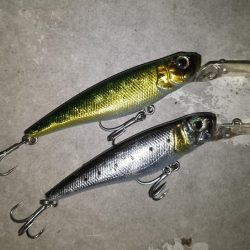 岸壁ノックテクトロでヒット