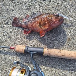 徳島ラスト釣行