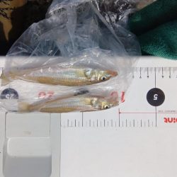 苅屋海岸のキス釣り