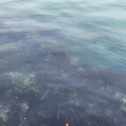 久しぶりの投稿