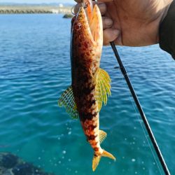 今回も渋い串本釣行