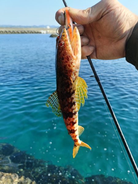 今回も渋い串本釣行