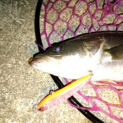 大阪市内シーバス釣行