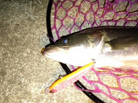 大阪市内シーバス釣行