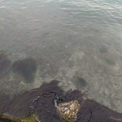 人混み様々キロ紋甲