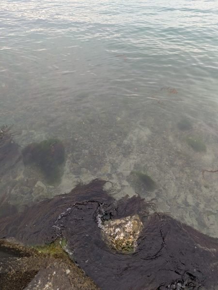 人混み様々キロ紋甲