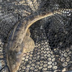 太田川放水路で1日チニング！