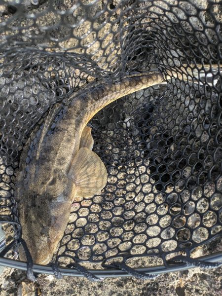 太田川放水路で1日チニング！