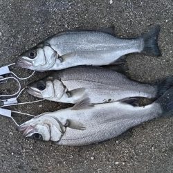 ヒラセイゴ爆釣！