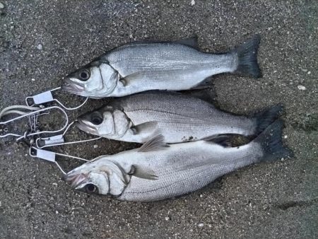 ヒラセイゴ爆釣！