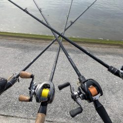 市内河川チニング