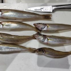 シロギス、シーズン入りました